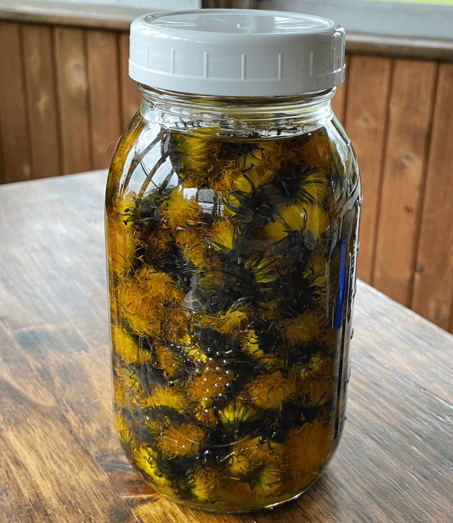 dandelion infused oil