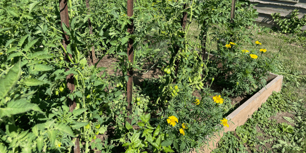 marigolds, tomatoes, companion plants