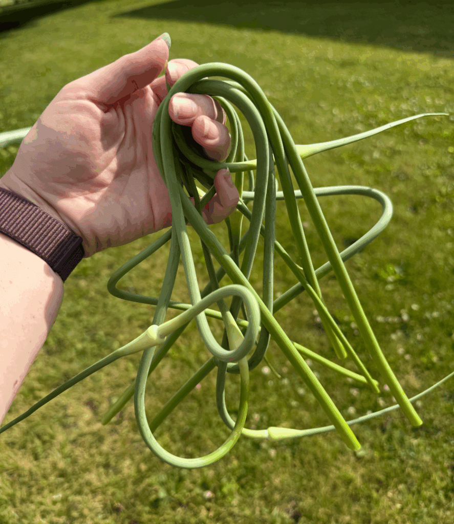 holding cut garlic scapes