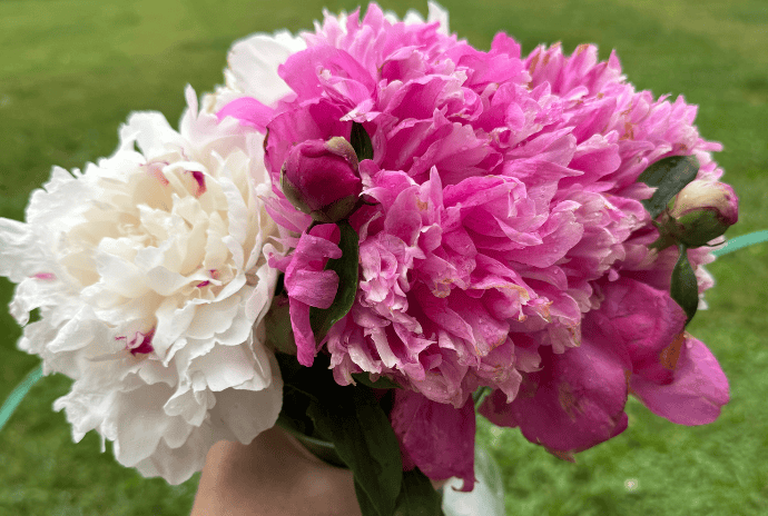 Bundle of pink and white peony flowers used in herbal bath soak