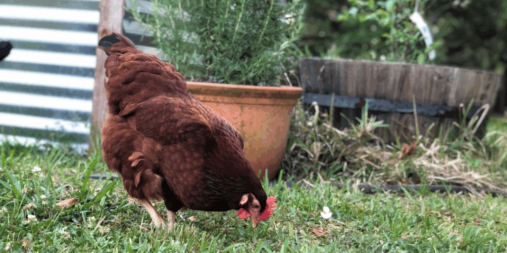 chicken pecking at the ground