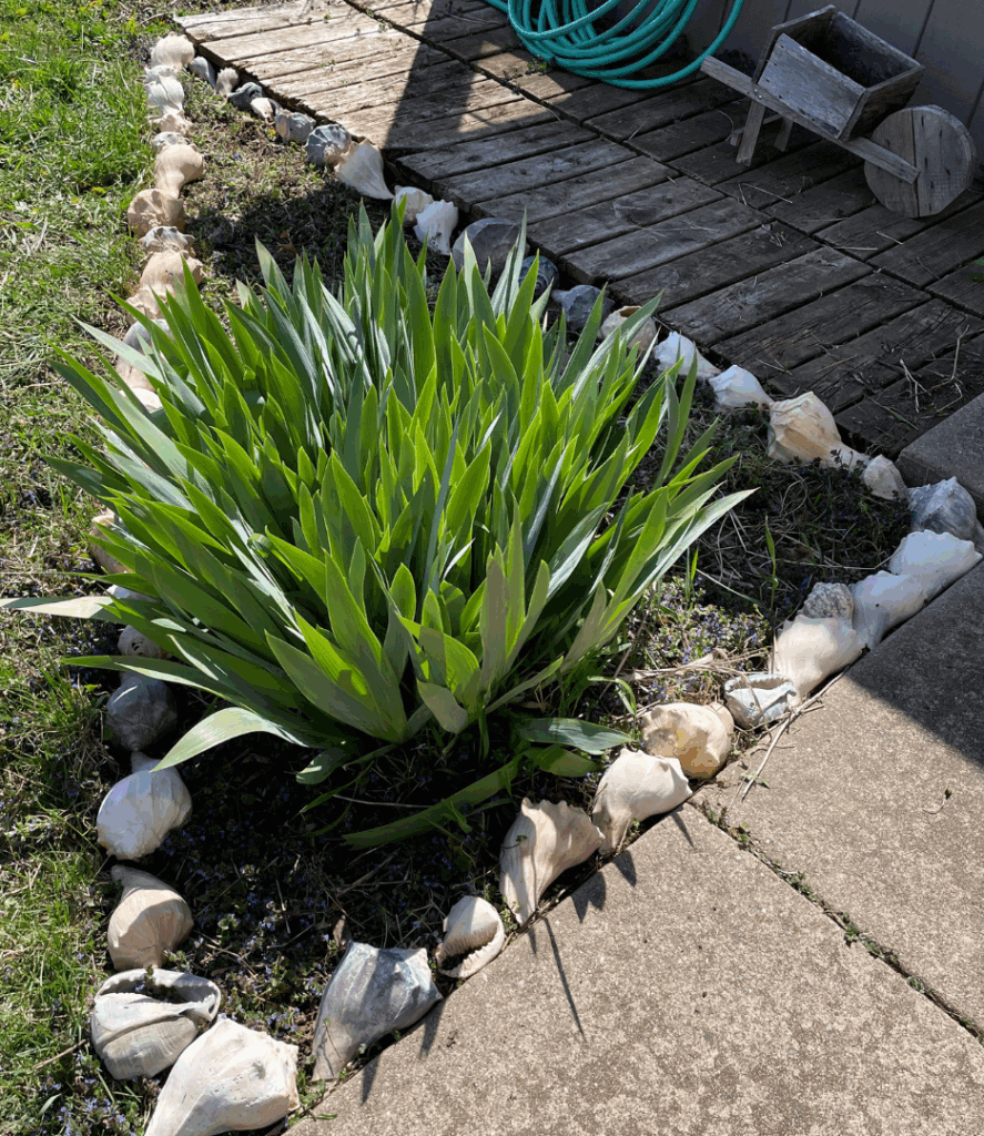 iris plant in a shell garden
