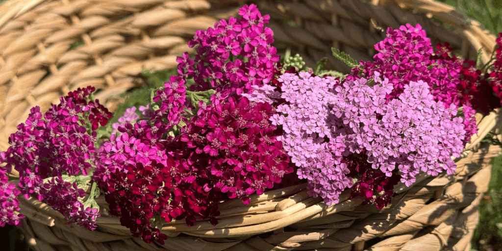 maroon and pink yarrow flowers in a basket