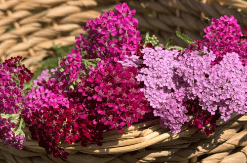 maroon and pink yarrow flowers in a basket