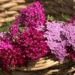 maroon and pink yarrow flowers in a basket
