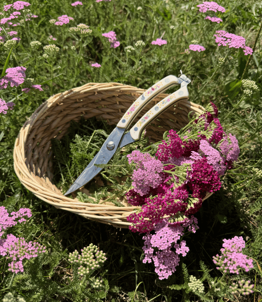 yarrow flowers and leaves in a basket with sheers
