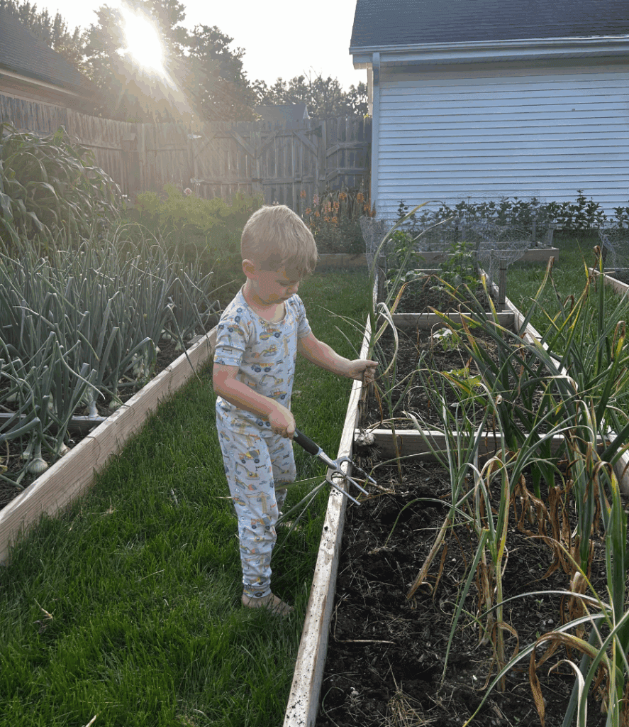 Child standing with a garden tool next to a bed of mature garlic plants