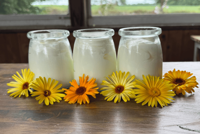 calendula tallow baby balm with freshly picked calendula flowers