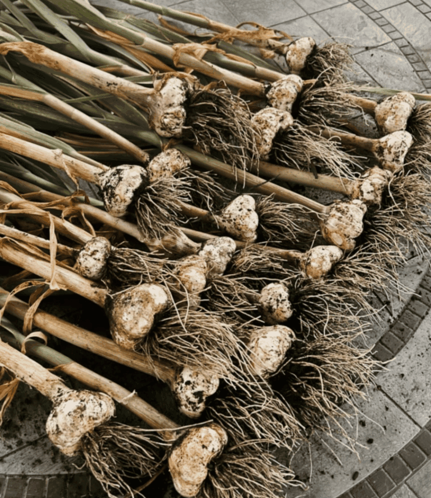 garlic curing