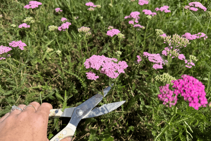 cutting yarrow flowers with kitchen sheers