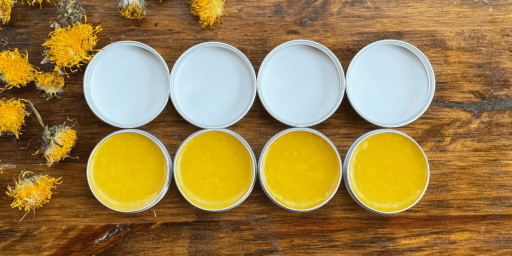 Homemade dandelion salve in tins with fresh dandelion flowers for healing skin