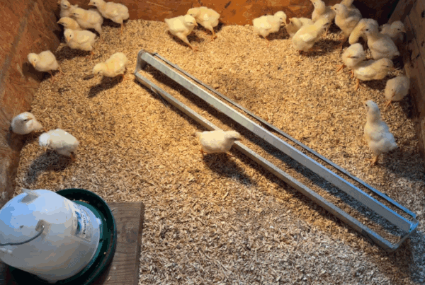 How to Set up a Brooder for Meat Chicks | Homely Hens