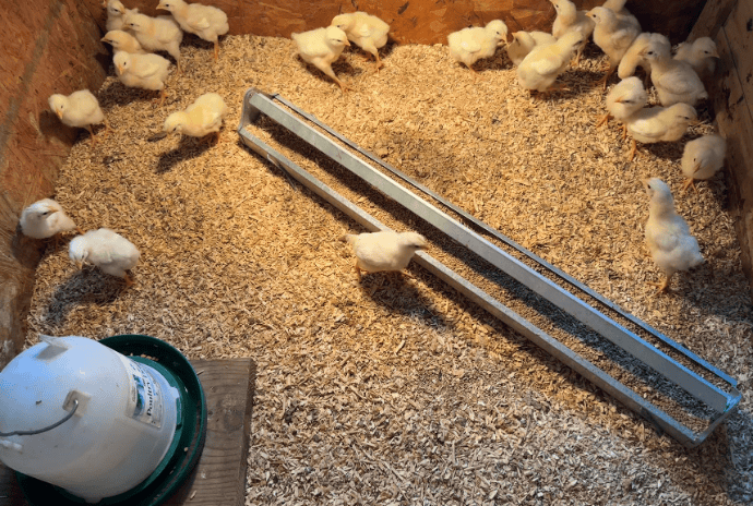 Homemade wooden brooder setup with a trough feeder and 20 meat chicks