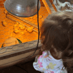 toddler looking at chicks in a large DIY wooden brooder