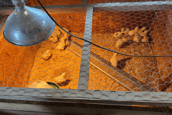 How to Set up a Brooder for Meat Chicks | Homely Hens