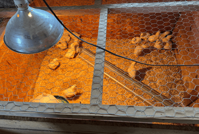 Homemade wooden brooder setup with a trough feeder, heat lamp, and 20 meat chicks
