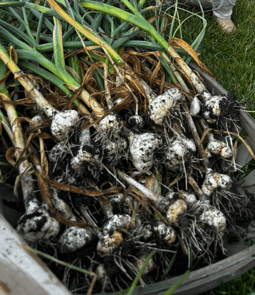 Freshly harvested garlic bulbs with stems and greens in a wicker basket