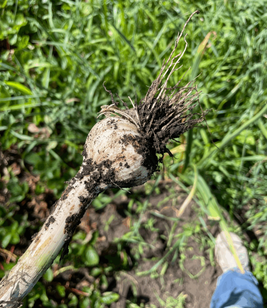 hardneck garlic bulb