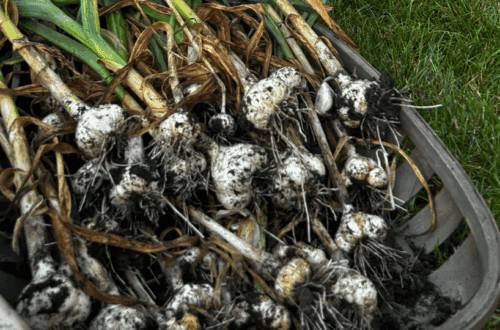 basket full of freshly pulled garlic