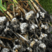 basket full of freshly pulled garlic
