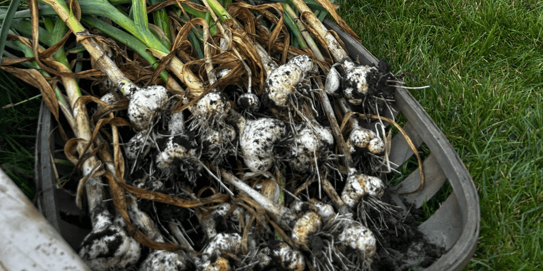 basket full of freshly pulled garlic