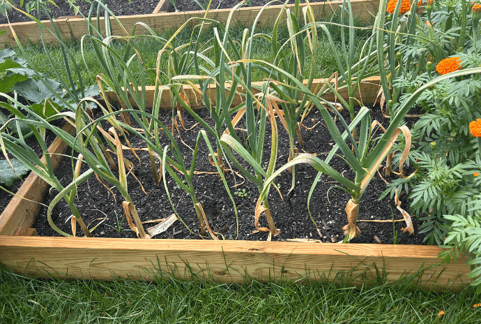 garlic growing in a raised garden bed next to marigolds