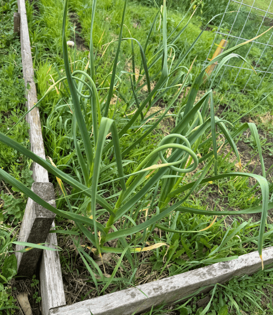 garlic in a small garden with scapes attached