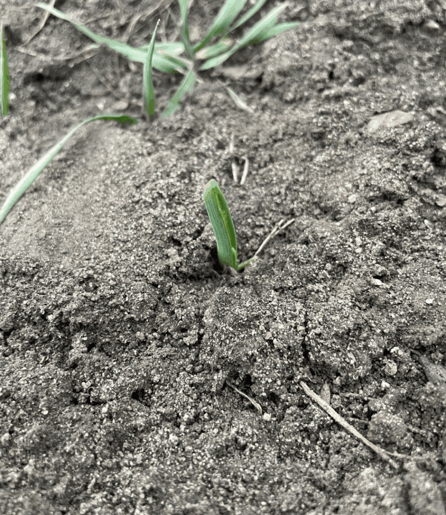 garlic sprouting in a garden