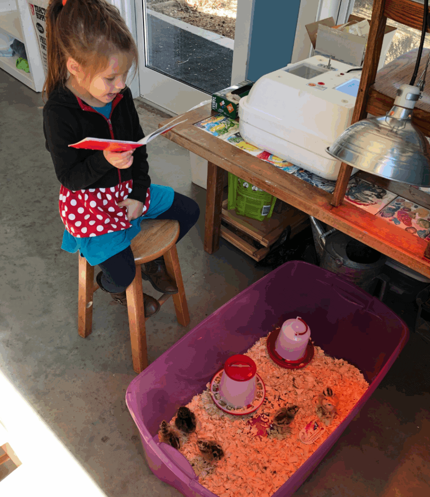 Girl reading a book beside a small chick brooder with baby chicks inside
