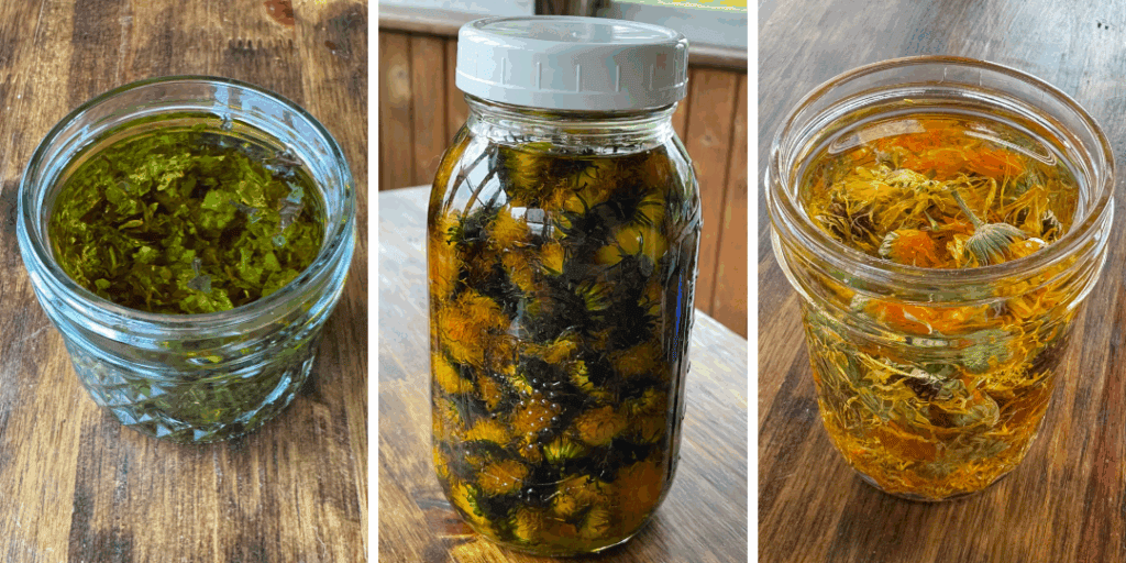 lemon balm infused olive oil, calendula infused coconut oil, dandelion infused olive oil all in mason jars