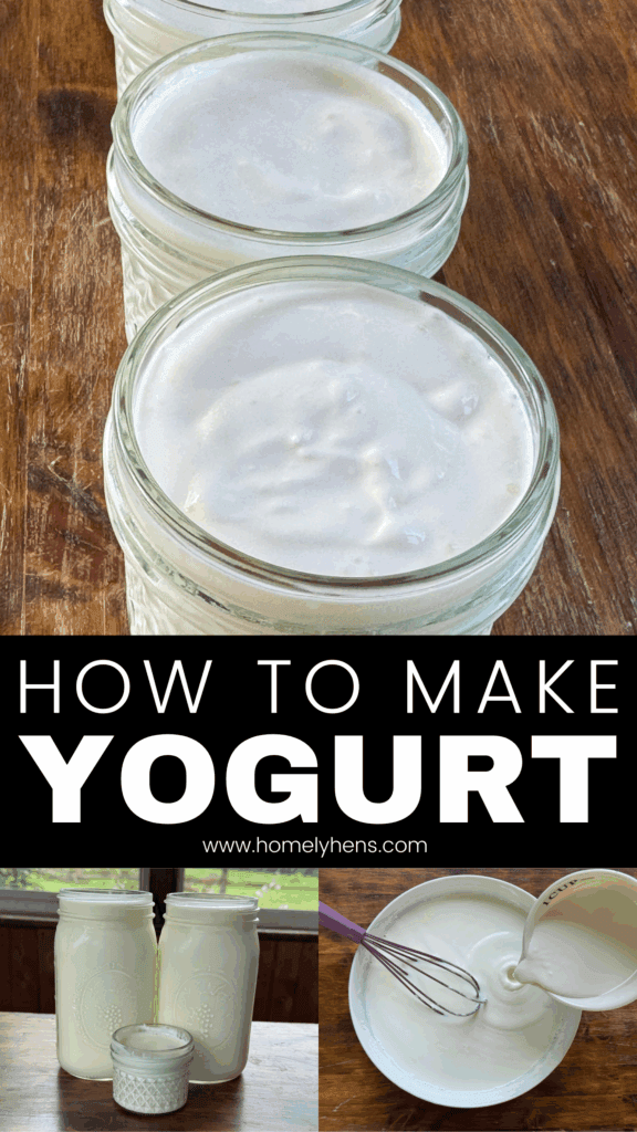 homemade yogurt is small jars, milk and yogurt culture in jars and being mixed together in a bowl