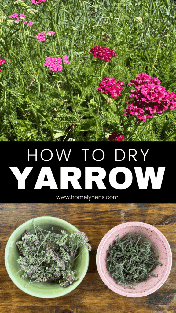 yarrow flowers and dried yarrow flowers and leaves in pink and green bowls
