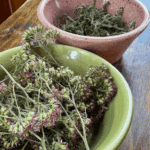 dried yarrow flowers and leaves