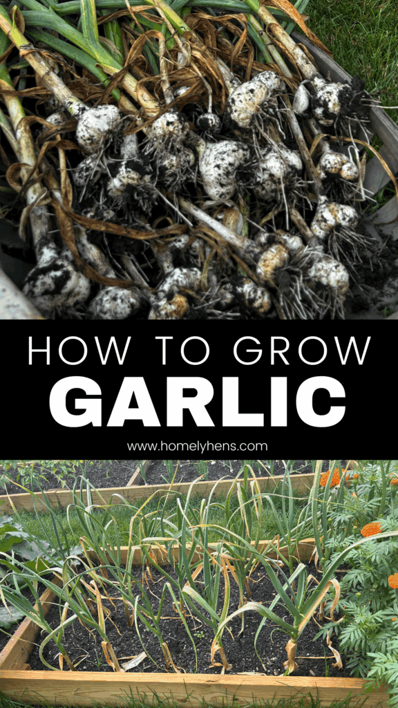 garlic bulbs in a basket and garlic growing in raised beds