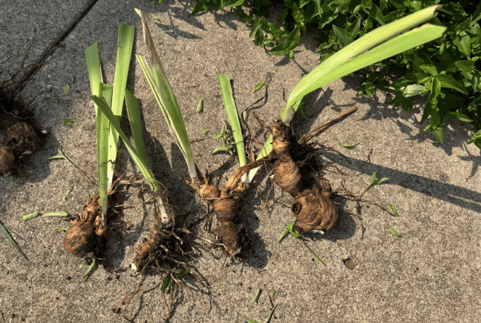 irises on the ground with old and new rhizomes attached