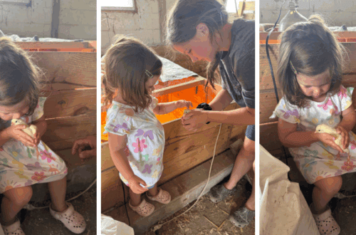 Toddler and older child gently holding and kissing baby chicks near a DIY wooden brooder on a homestead