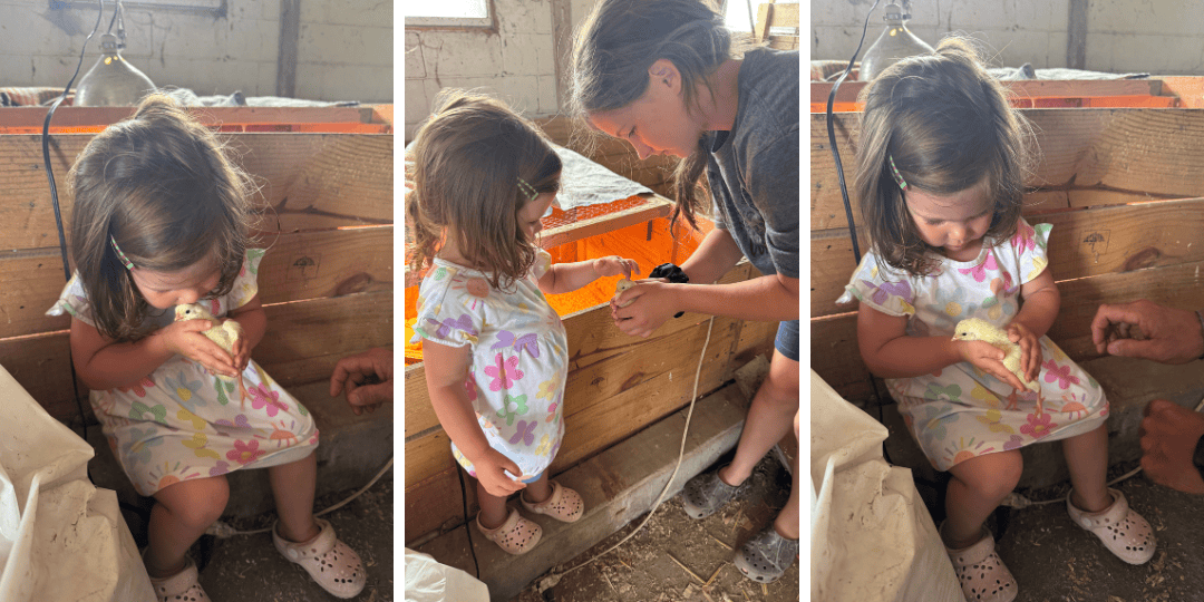 Toddler and older child gently holding and kissing baby chicks near a DIY wooden brooder on a homestead