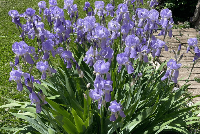 light purple irises in full bloom during their 3rd or 4th year after transplanting