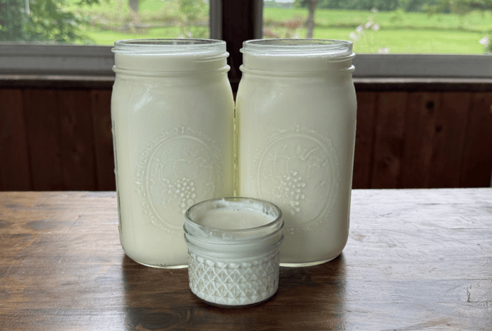 quarts of milk and mason jars of yogurt starter culture on a table