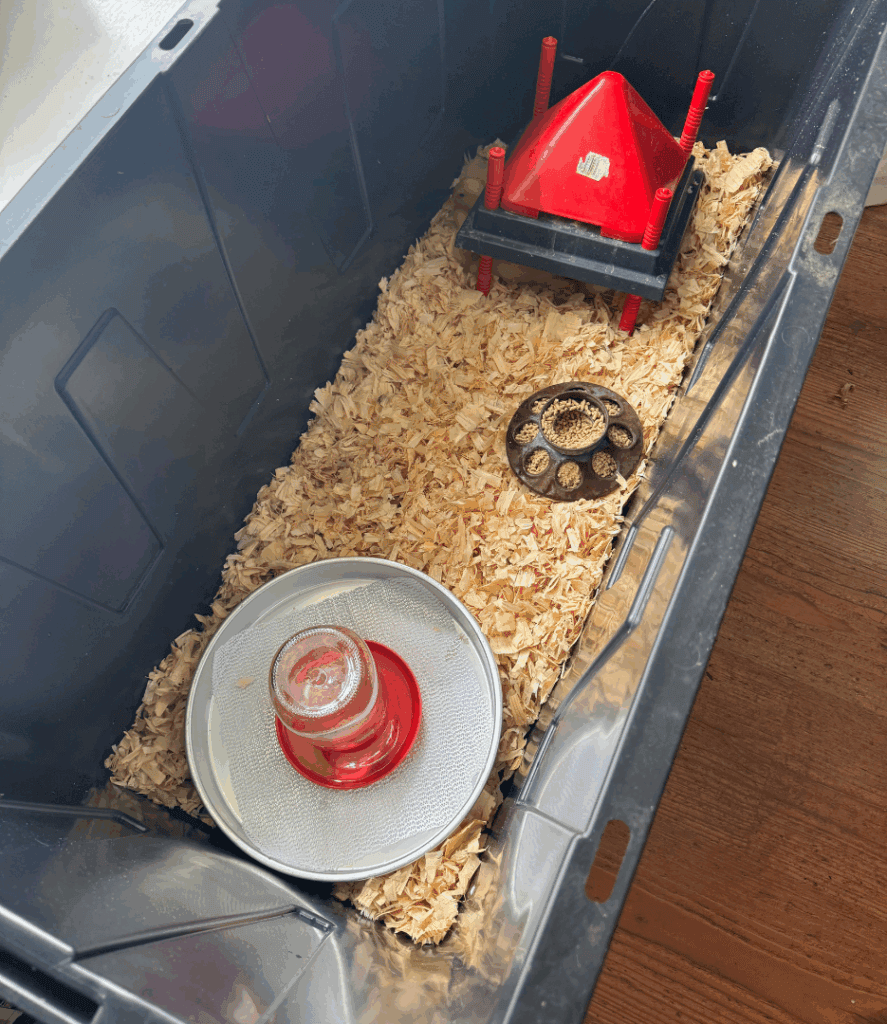 Large plastic bin brooder setup with hot plate, feeder, and waterer for baby chicks