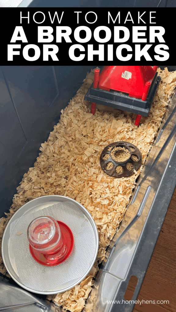 Large plastic bin brooder setup with heating brooder plate, feeder, and waterer for baby chicks