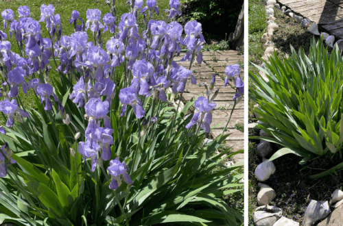 light purple irises in a garden bed lined with shells
