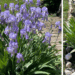light purple irises in a garden bed lined with shells