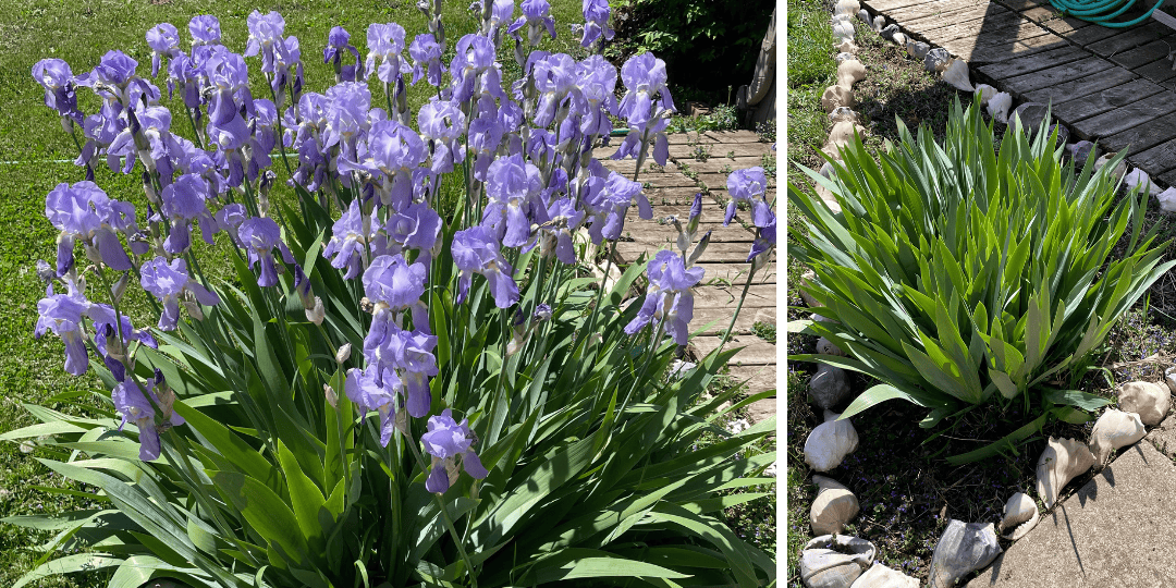 light purple irises in a garden bed lined with shells