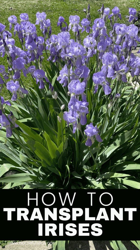 big beautiful light purple iris plant