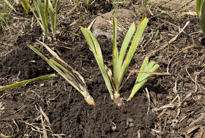 freshly split and transplanted irises