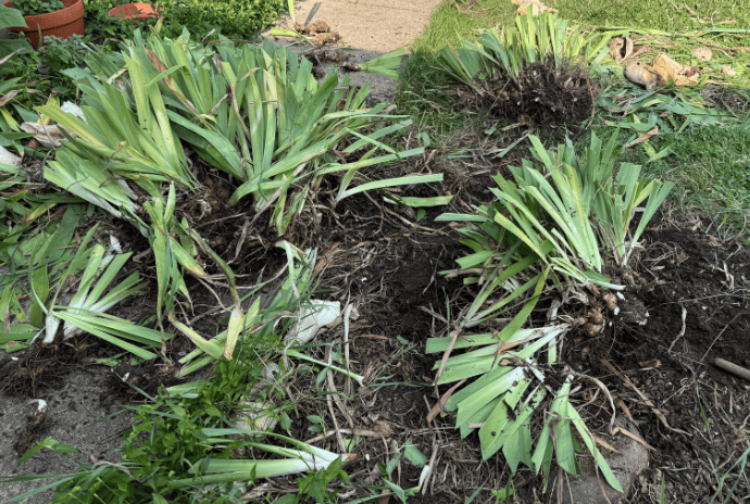 digging up irises to split and transplant them