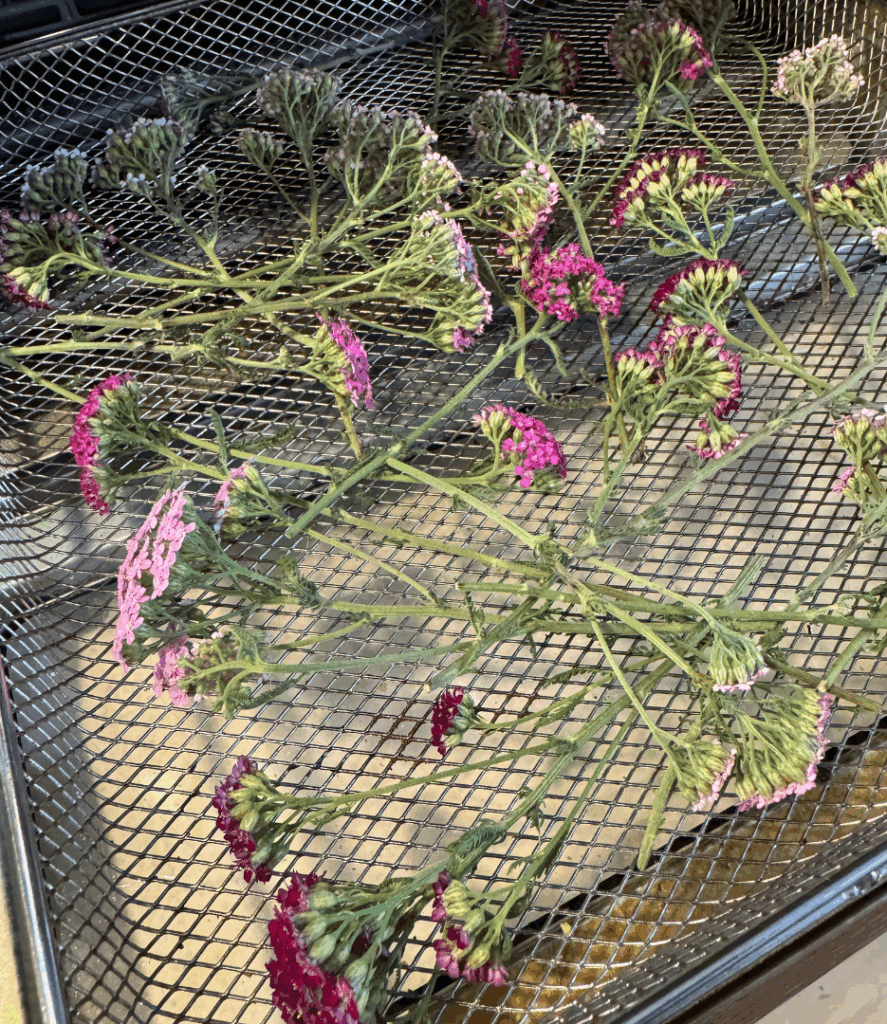yarrow flowers on a dehydrator tray