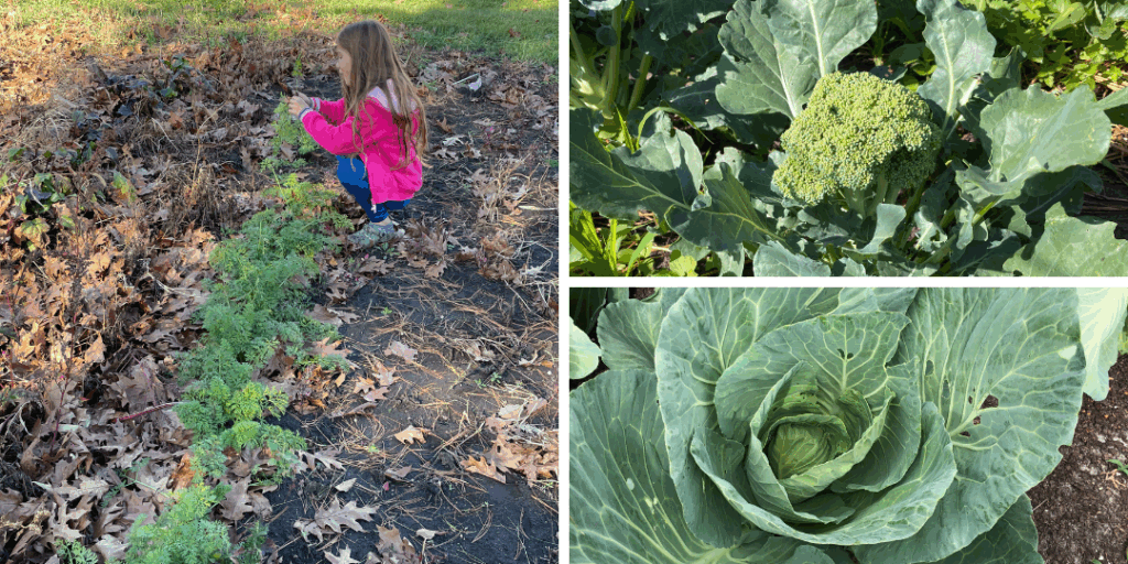 little girl picking carrots, cabbage, and broccoli planted in a fall garden