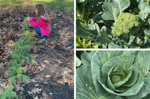 little girl picking carrots, cabbage, and broccoli planted in a fall garden